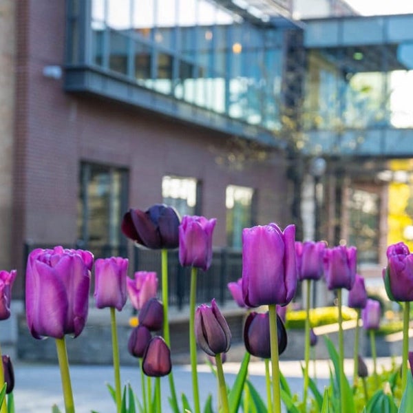 Macro shot of purple Tulips with a blurred building in the background